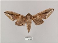 白點天蛾 藏品圖，第1張