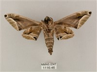 白點天蛾 藏品圖，第2張