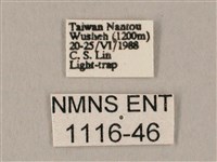 白點天蛾 藏品圖，第3張