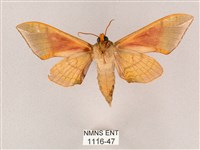 榆綠天蛾藏品圖，第2張