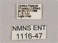 榆綠天蛾藏品圖，第3張