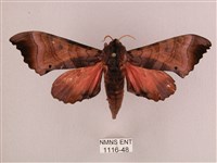 桃紅六點天蛾藏品圖，第1張