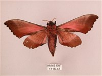 桃紅六點天蛾藏品圖，第2張