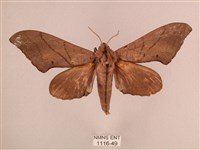 直翅六點天蛾藏品圖，第1張