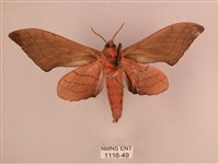 直翅六點天蛾藏品圖，第2張