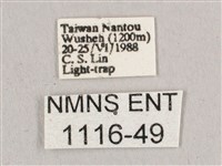 直翅六點天蛾藏品圖，第3張