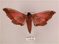 桃紅六點天蛾藏品圖，第2張