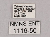 桃紅六點天蛾藏品圖，第3張