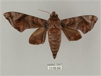 半緣缺角天蛾藏品圖，第1張