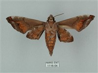 半緣缺角天蛾藏品圖，第2張