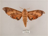 黑角六點天蛾藏品圖，第1張