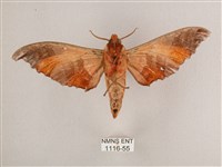 黑角六點天蛾藏品圖，第2張