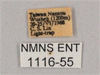 黑角六點天蛾藏品圖，第3張