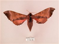 桃紅六點天蛾藏品圖，第1張