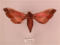 桃紅六點天蛾藏品圖，第2張