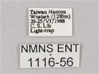 桃紅六點天蛾藏品圖，第3張