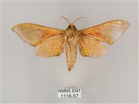 榆綠天蛾藏品圖，第2張