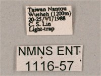 榆綠天蛾藏品圖，第3張