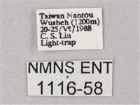 齒翅三線天蛾藏品圖，第3張