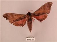 桃紅六點天蛾藏品圖，第1張