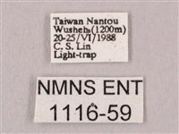 桃紅六點天蛾藏品圖，第3張