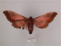 桃紅六點天蛾藏品圖，第2張