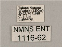 桃紅六點天蛾藏品圖，第3張