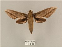 背線天蛾藏品圖，第1張