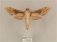 背線天蛾藏品圖，第2張