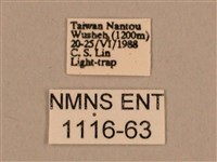 背線天蛾藏品圖，第3張