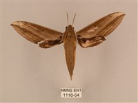 背線天蛾藏品圖，第1張