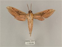 背線天蛾藏品圖，第2張