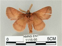 褐斜帶枯葉蛾藏品圖，第2張