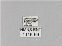 褐斜帶枯葉蛾藏品圖，第3張