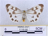 粉蝶燈蛾藏品圖，第1張