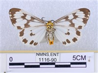 粉蝶燈蛾藏品圖，第2張