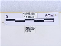 粉蝶燈蛾藏品圖，第3張