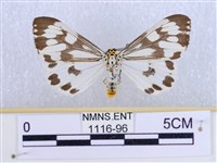 粉蝶燈蛾藏品圖，第1張