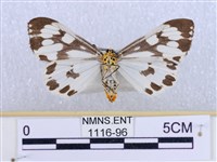 粉蝶燈蛾藏品圖，第2張