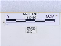 粉蝶燈蛾藏品圖，第3張