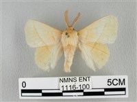 青枯葉蛾藏品圖，第1張