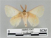 青枯葉蛾藏品圖，第2張