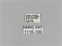 青枯葉蛾藏品圖，第3張