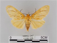 橙擬燈蛾藏品圖，第1張