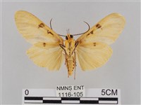 橙擬燈蛾藏品圖，第2張