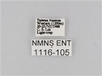 橙擬燈蛾藏品圖，第3張