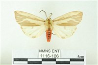 赭新污燈蛾藏品圖，第1張