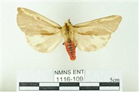 赭新污燈蛾藏品圖，第1張