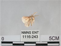 登錄號:001116-00243藏品圖，第1張