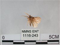 登錄號:001116-00243藏品圖，第2張